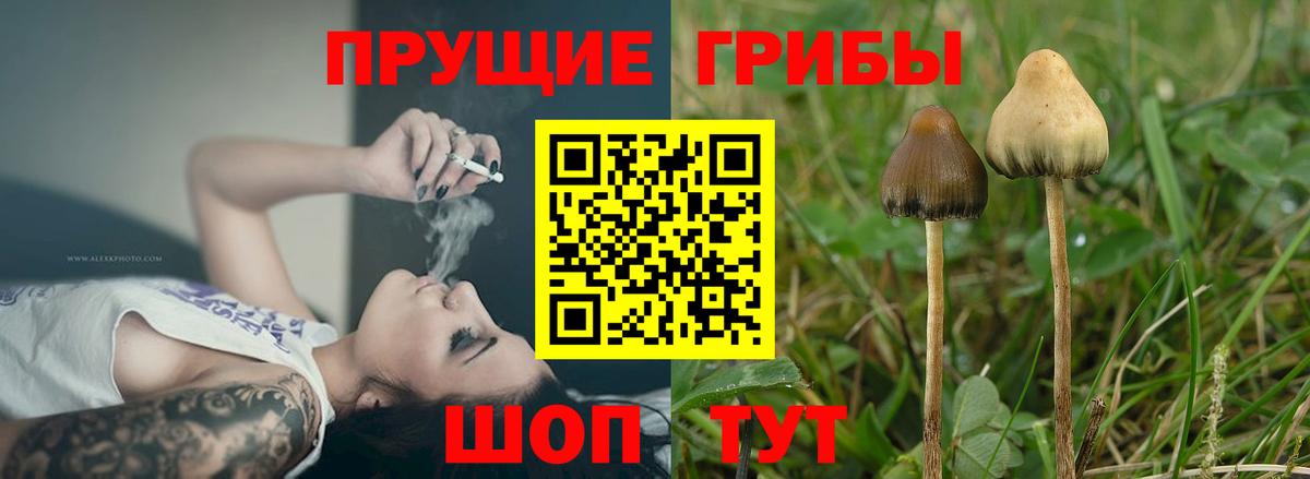 Семёнов  Псилоцибиновые грибы MAGIC MUSHROOMS  Вход с VPN 